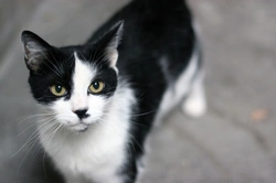 Living with FIV: Caring for Your FIV-Positive Cat