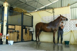 Horse Care Guide: Essential Stable and Grooming Equipment
