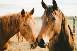 Horse Cold: Understanding Equine Respiratory Infections