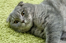 Looking after a diabetic cat: essential care guide