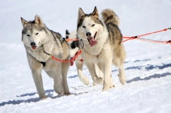 Complete Guide to Popular Sled Dog Breeds and Their Traits