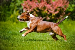 Complete Guide to Controlling Dog Reactivity to Other Dogs