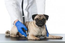 Causes of atraumatic bleeding in dogs: key facts and guidance