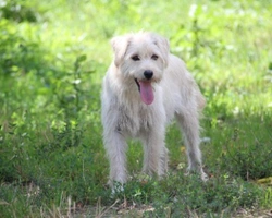 Associazioni animali: L'Arca di Rita