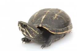 Complete Guide to Caring for a Pet Mud Turtle