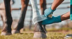 Sårvård - undvik att små sår blir stora problem