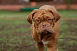 Understanding the Dogue de Bordeaux Personality and Temperament