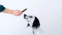 Friskare tänder, friskare hund - därför gör dental sticks skillnad!