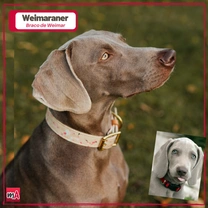 Weimaraner, el fantasma gris