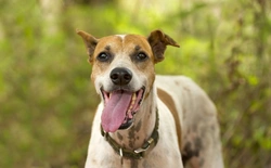 Why Do Dogs Pant? Understanding Canine Panting Explained