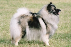 Is the Keeshond a Good Choice of Family Pet?