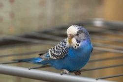 Understanding Your Bird's Senses: A Complete Guide