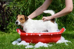 Minimising Bath Time Stress: Calm Tips for Dogs That Hate Water