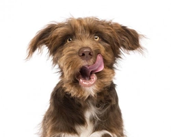 Thinking of getting a dog? What you need to know first