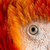 Eye Disorders in Pet Birds: Common Issues and Care