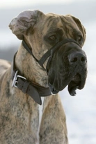 Using a Halti to Train Your Dog: A Complete Guide