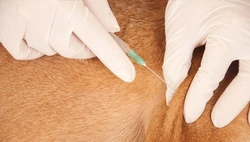 Vaccinaties bij volwassen honden