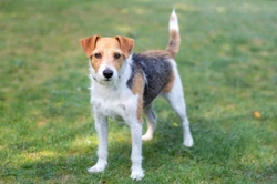 10 things to know before buying a Parson Russell terrier