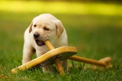 Why Dogs Love to Chew: Insights and Safe Chewing Tips