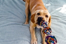 A Valentine’s Day gift guide for the dog in your life