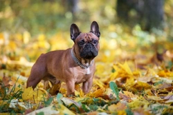 Keeping Your Brachycephalic Dog Safe This Halloween