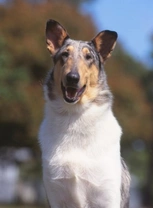 British Dog Breeds Worthy of a Second Glance