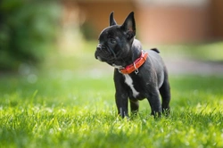 How to assess the temperament of a French Bulldog puppy