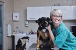 Choose a New Veterinary Practice in 5 Easy Steps