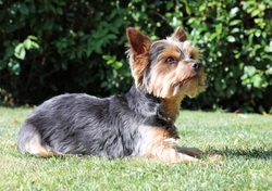 Yorkshire vs Australian Silky Terrier: Which Small Dog Suits You?