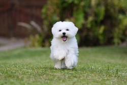 3 Best Alternative Dog Breeds to Bichon Frise for Puppy Buyers