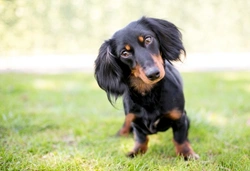 10 Things to Know Before Buying a Dachshund Puppy