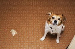 The eight most common causes of stomach upsets in dogs