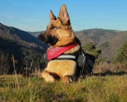 Cani da difesa: quali sono i migliori cani da guardia?