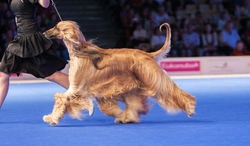 How to Improve Your Dog’s Coat Quality: 7 Essential Tips