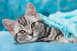 Why Cats Love Sleeping on Your Clothing: 7 Key Reasons