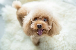 5 Effective Ways to Entertain Your Dog at Home