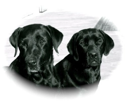 I momenti ottimali per la monta