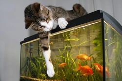 Keeping Your Fish Tank Safe From Your Cat: A UK Guide