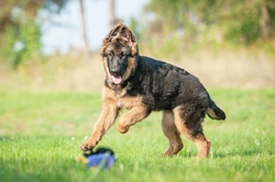 Training the German Shepherd Puppy: A Complete 2025 Guide