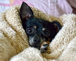 Associazioni animali: Io adotto un cane stellare