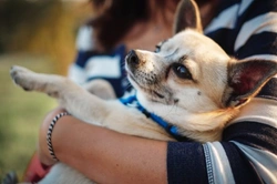 5 Ways Dog Owners Inadvertently Do Their Dogs a Disservice