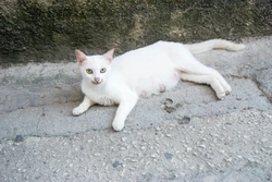 Complete Guide to Taking Care of a Pregnant Cat