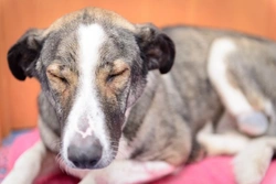 Is eye worm a risk if I import a dog from Europe or take my dog to Europe with me?