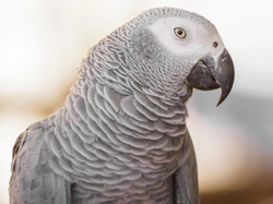 Complete Guide: African Grey Parrot Care & Breeding