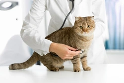 Veterinary Malpractice: What You Can Do About It