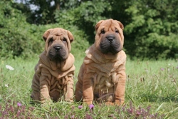 Common Diseases of the Shar Pei Dog Explained