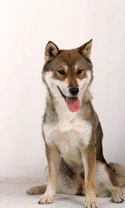 Shikoku Dog Breed: Temperament, Care & Puppies