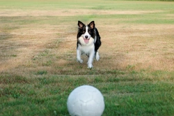 Is Your Dog Ready for the Dog Park? Key Tips & Guidance