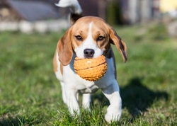 4 ways to teach your dog or puppy better bite inhibition