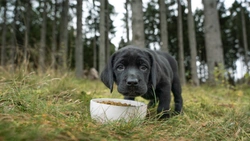 Vikten av ett bra valpfoder